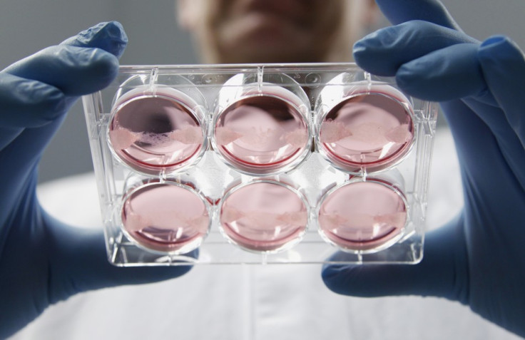 Dutch scientist Mark Post displays samples of in-vitro meat, or cultured meat grown in a laboratory, at the University of Maastricht November 9, 2011.