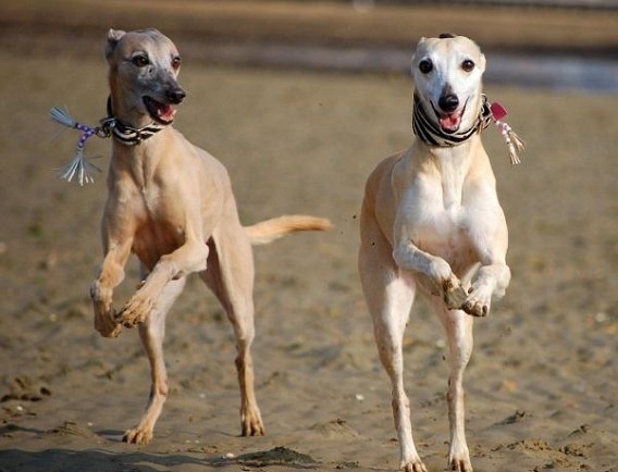 Running Whippets by Amy Wilton