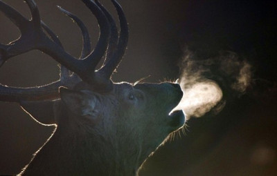 Deer at Dawn by Sam Rowley Deer at Dawn by Sam Rowley
