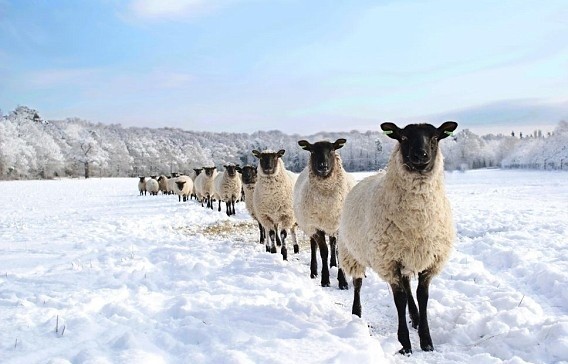 Line of Sheep by Chris Pritchard