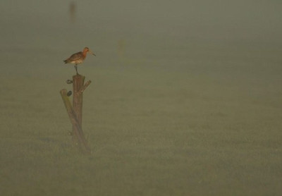 Black Tailed Godwit in the Mist by Sophie Bramall Black Tailed Godwit in the Mist by Sophie Bramall