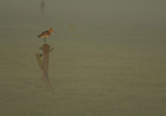 Black Tailed Godwit in the Mist by Sophie Bramall