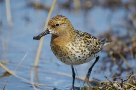 Spoon-Billed Sandpipers