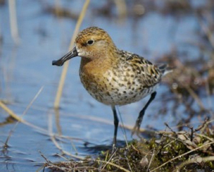 Spoon-Billed Sandpipers