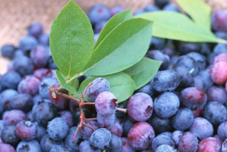 Berries May Slow Memory Loss: Other Health Effects Of These ‘Superfoods’