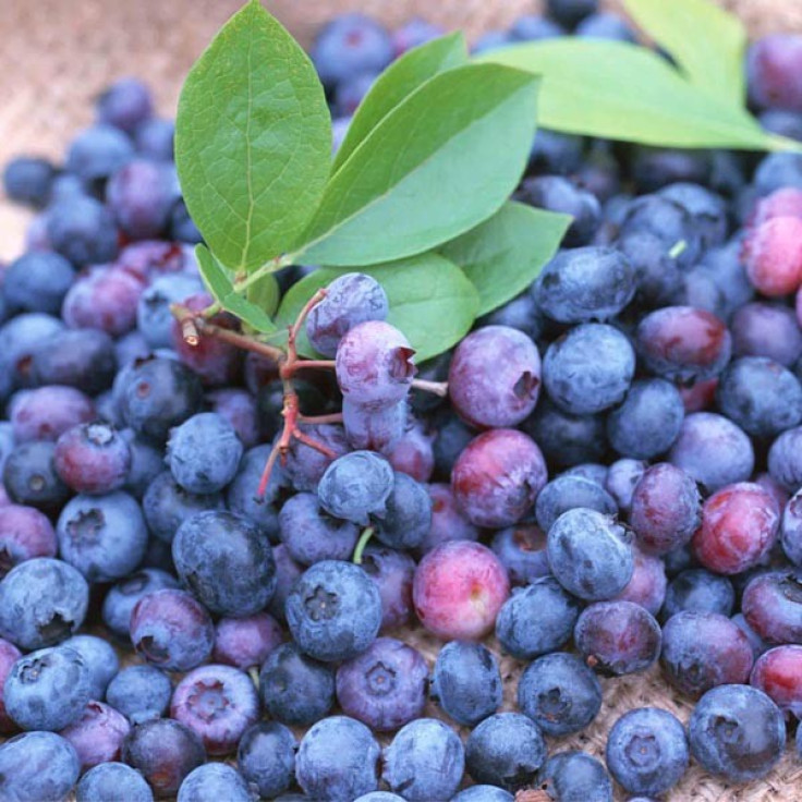 Berries May Slow Memory Loss: Other Health Effects Of These ‘Superfoods’