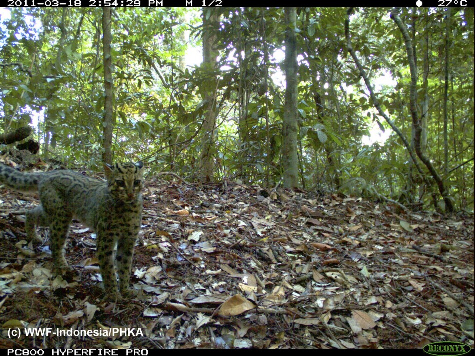 Photo of a Marbled Cat captured using camera traps in Bukit Tigapuluh