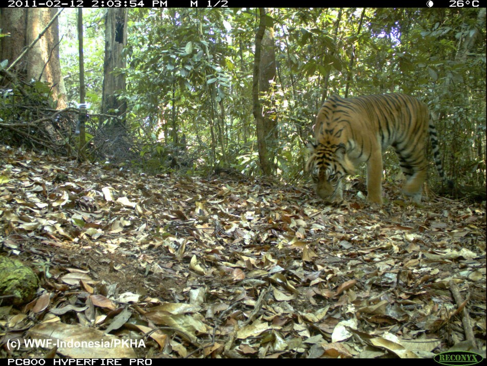 Photo of a Sumatran Tiger captured using camera traps in Bukit Tigapuluh
