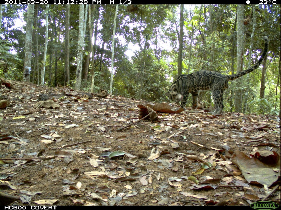 Photo of a Clouded Leopard captured using camera traps in Bukit Tigapuluh