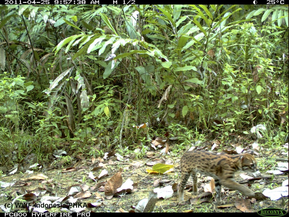 Photo of a Leopard Cat captured using camera traps in Bukit Tigapuluh