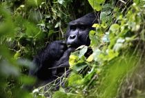 A silverback mountain gorilla is seen during a census inside Bwindi Impenetrable National Park, about 550 km (341 miles) west of Uganda's capital Kampala
