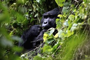 A silverback mountain gorilla is seen during a census inside Bwindi Impenetrable National Park, about 550 km (341 miles) west of Uganda's capital Kampala
