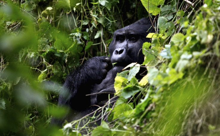 A silverback mountain gorilla is seen during a census inside Bwindi Impenetrable National Park, about 550 km (341 miles) west of Uganda's capital Kampala