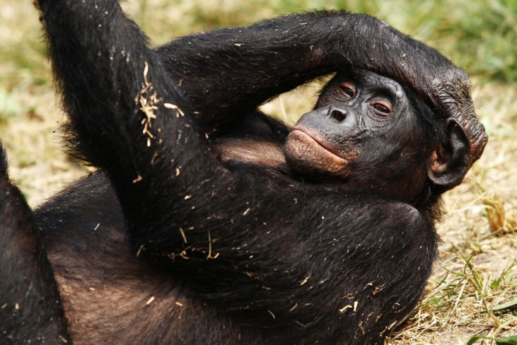 A bonobo lies at Lola Ya Bonobo sanctuary just outside Congo's capital Kinshasa