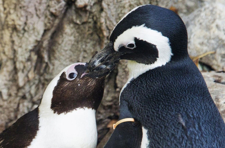 African penguins Pedro and Buddy interact with each other at the Toronto Zoo