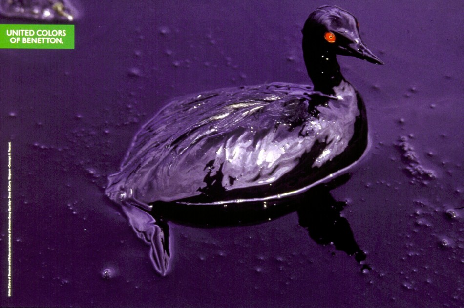 Oil-polluted duck