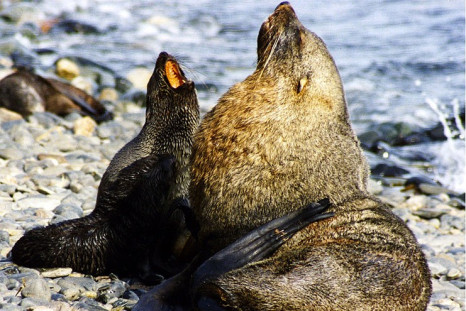 Antartic Fur Seals