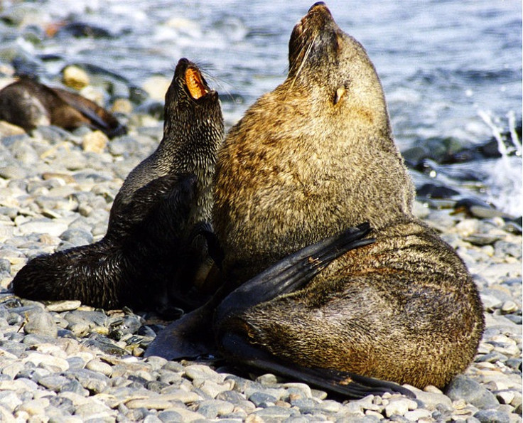 Antartic Fur Seals