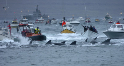 Inhabitants of the Faroe Islands have taken part in their traditional Grindadrap a gruesome hunt for pilot whales. Inhabitants of the Faroe Islands have taken part in their traditional Grindadrap a gruesome hunt for pilot whales.