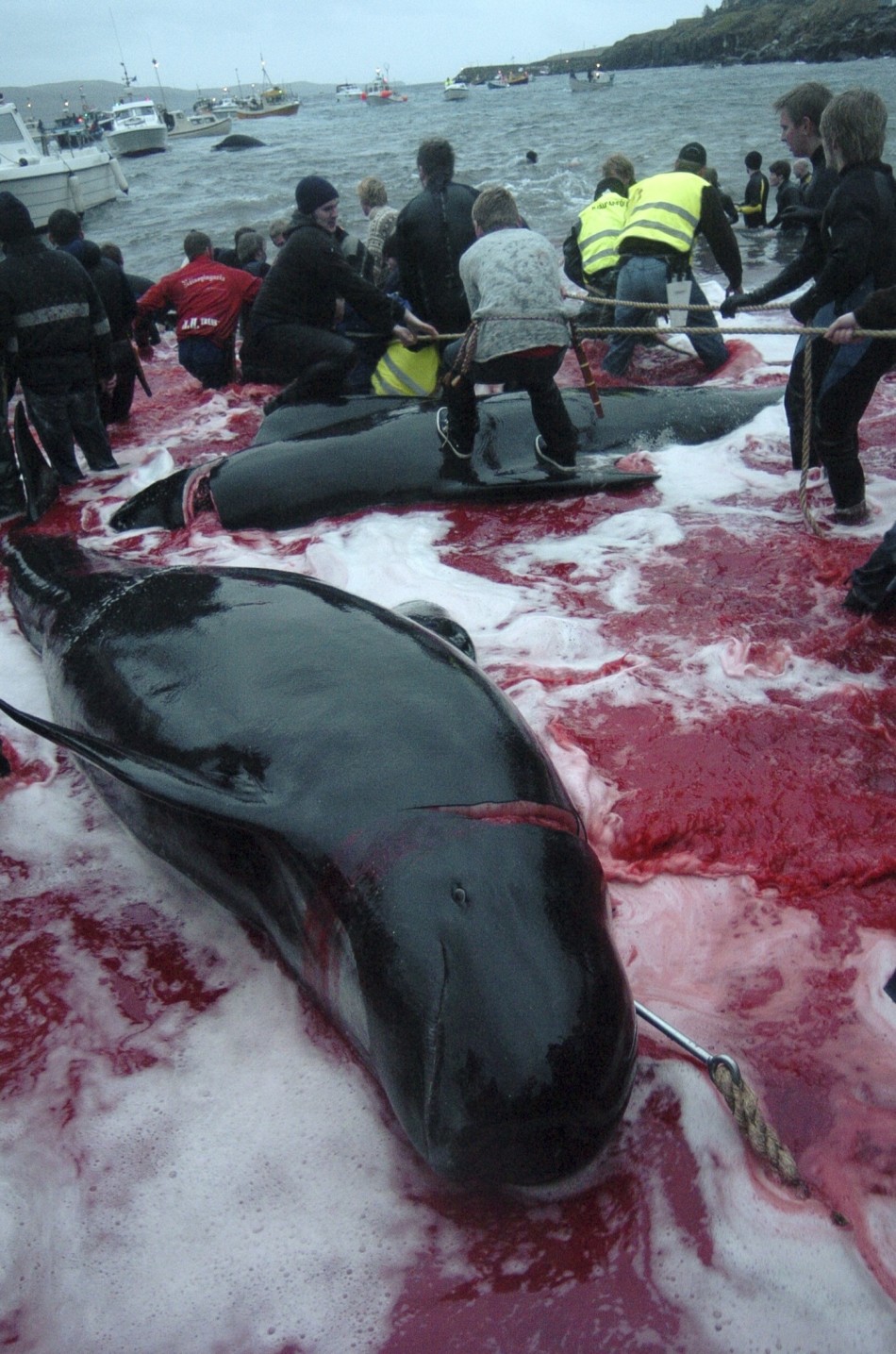 Inhabitants of the Faroe Islands have taken part in their traditional Grindadrap  a gruesome hunt for pilot whales.