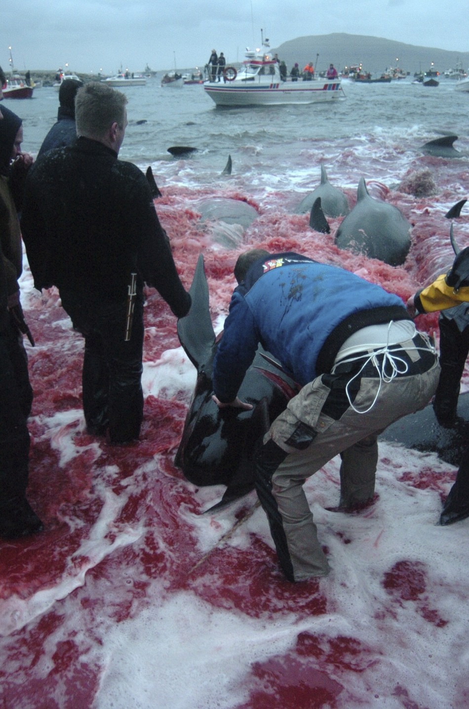 Inhabitants of the Faroe Islands have taken part in their traditional Grindadrap  a gruesome hunt for pilot whales.