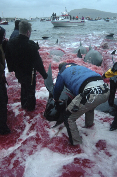 Inhabitants of the Faroe Islands have taken part in their traditional Grindadrap a gruesome hunt for pilot whales. Inhabitants of the Faroe Islands have taken part in their traditional Grindadrap a gruesome hunt for pilot whales.