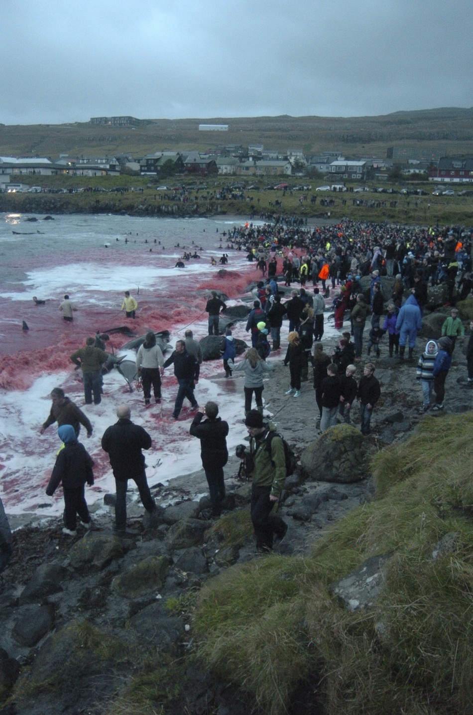 Inhabitants of the Faroe Islands have taken part in their traditional Grindadrap  a gruesome hunt for pilot whales.
