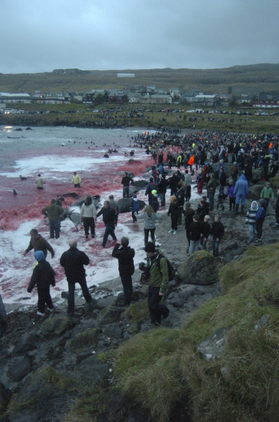 Inhabitants of the Faroe Islands have taken part in their traditional Grindadrap a gruesome hunt for pilot whales. Inhabitants of the Faroe Islands have taken part in their traditional Grindadrap a gruesome hunt for pilot whales.