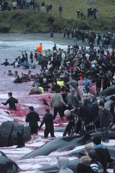 Inhabitants of the Faroe Islands have taken part in their traditional Grindadrap a gruesome hunt for pilot whales. Inhabitants of the Faroe Islands have taken part in their traditional Grindadrap a gruesome hunt for pilot whales.