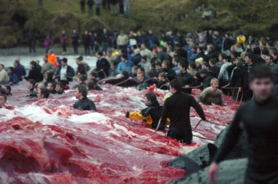 Inhabitants of the Faroe Islands have taken part in their traditional Grindadrap a gruesome hunt for pilot whales. Inhabitants of the Faroe Islands have taken part in their traditional Grindadrap a gruesome hunt for pilot whales.