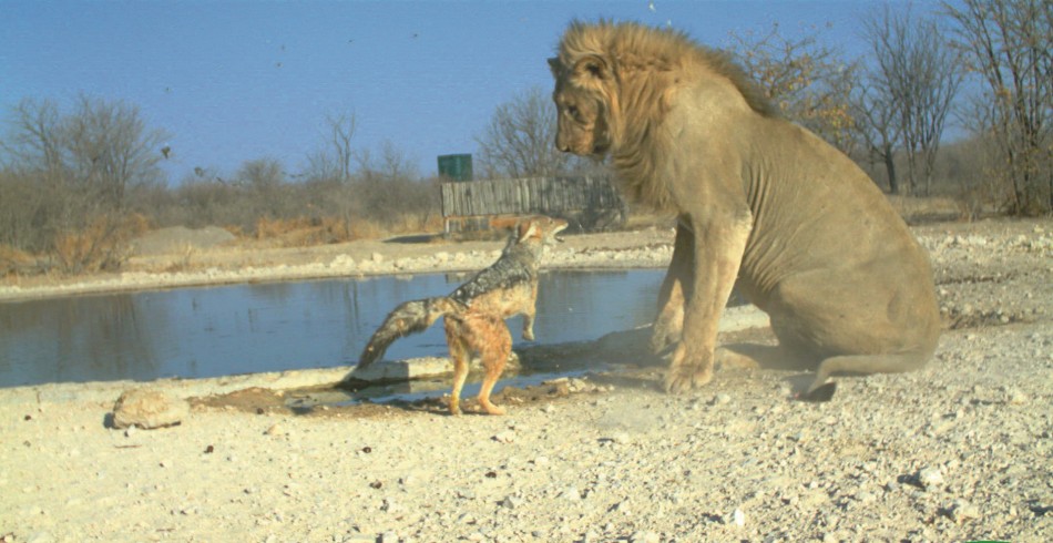 Overall  Animal Behaviour Winner Jackal vs lion by Ken Stratford
