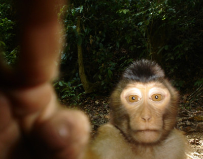 Animal Portraits runner-up Pig-tailed macaque by Joanna Ross and Andrew Hearn Animal Portraits runner-up Pig-tailed macaque by Joanna Ross and Andrew Hearn