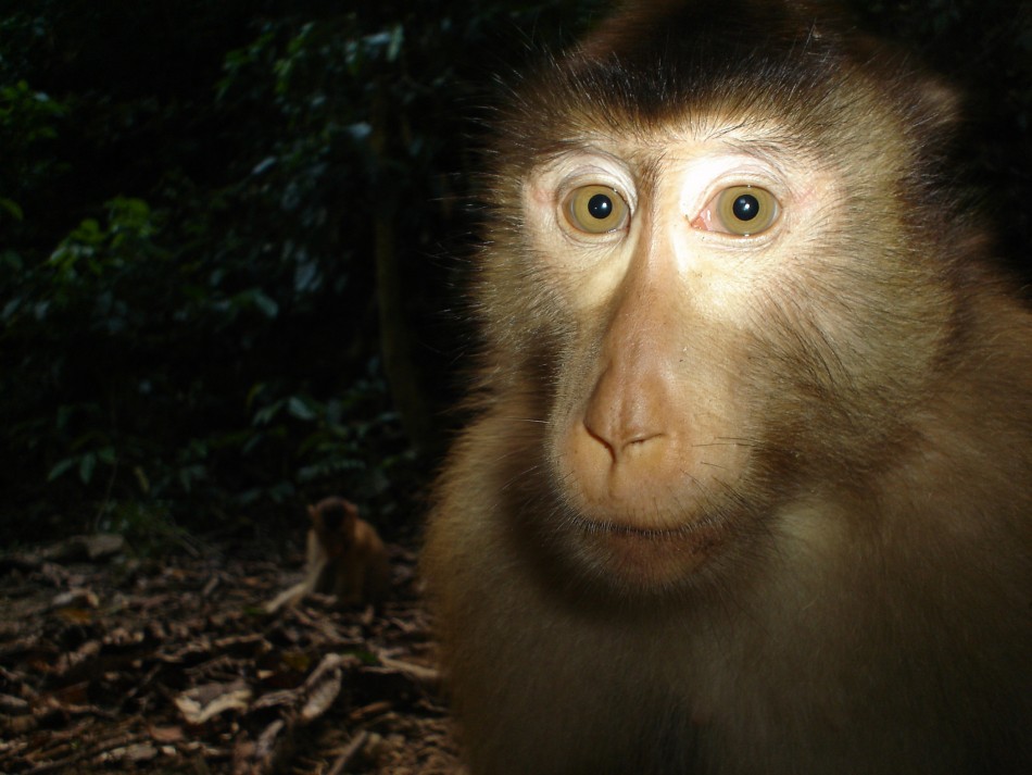 Animal Portraits commended Pig-tailed macaque by Joanna Ross and Andrew Hearn