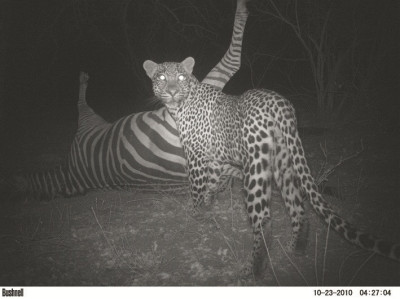 Animal Portraits runner-up Leopard with zebra by Michelle Altenkirk, South Africa Animal Portraits runner-up Leopard with zebra by Michelle Altenkirk, South Africa