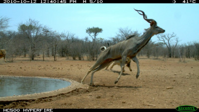 Animal Behaviour runner-up Startled kudu by Ken Stratford, Namibia Animal Behaviour runner-up Startled kudu by Ken Stratford, Namibia