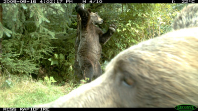 Animal Behaviour commended Brown bears by Melanie Clapham Animal Behaviour commended Brown bears by Melanie Clapham