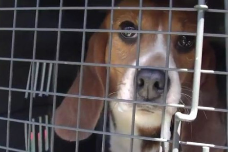 Beagle released from captivity