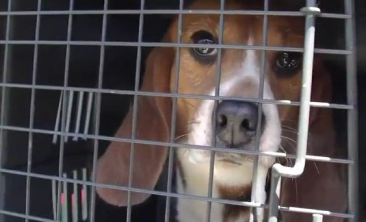 Beagle released from captivity