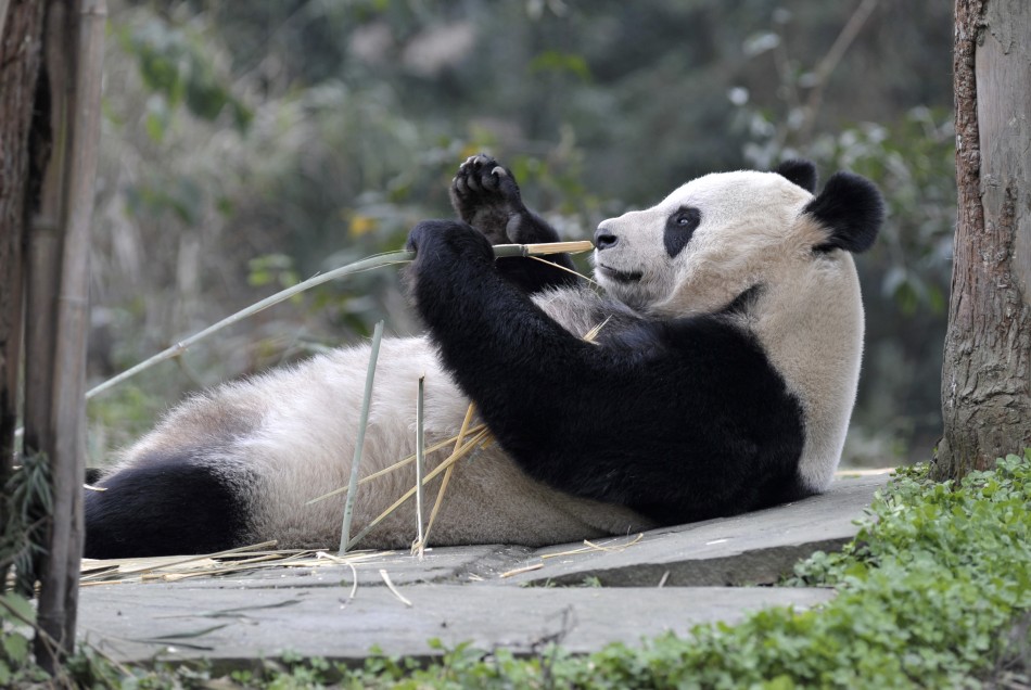 Giant panda Tian Tian holds a bamboo shoot at Bifengxia panda breeding centre in Ya039an, Sichuan province