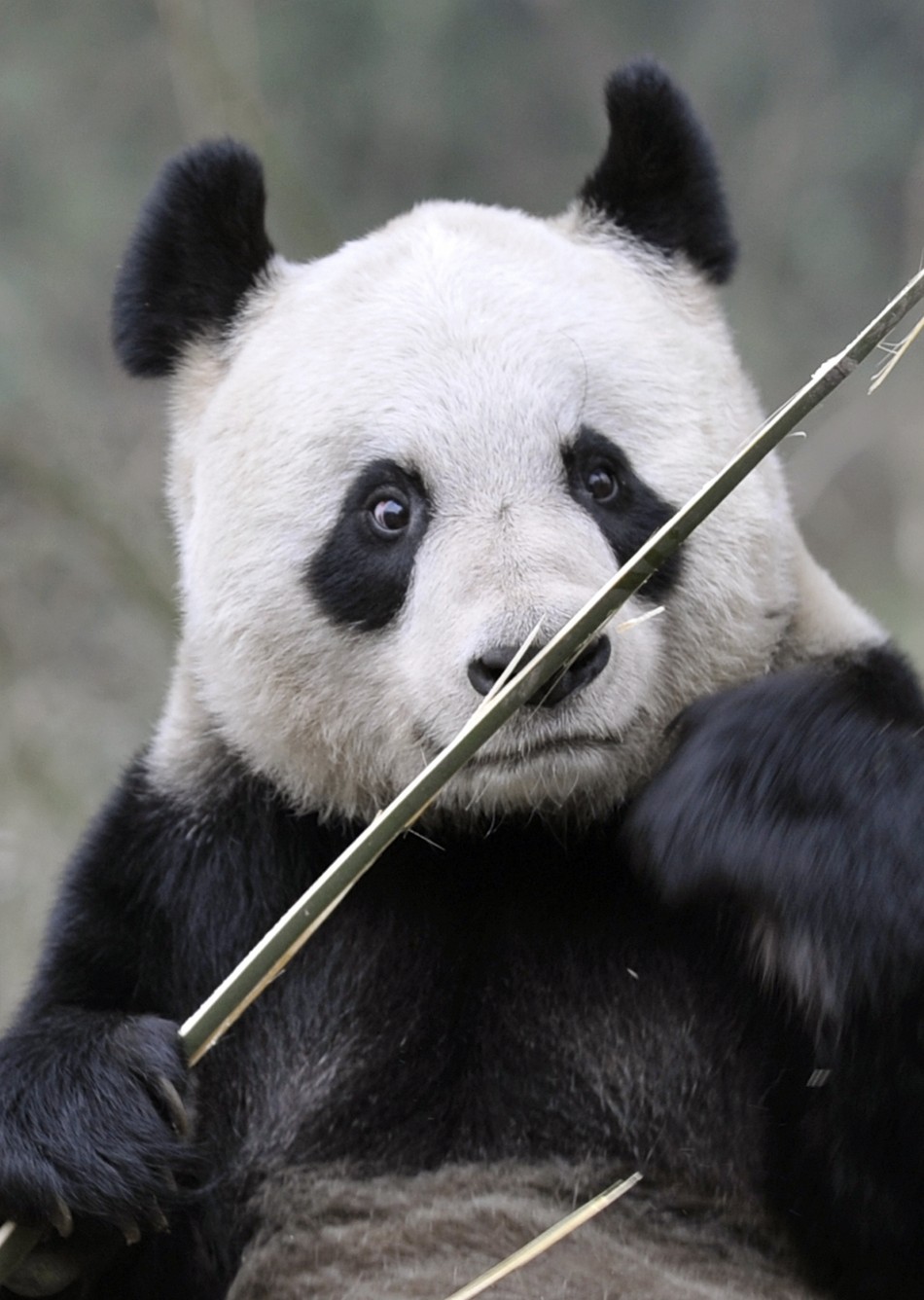 Giant panda Tian Tian holds a bamboo shoot at Bifengxia panda breeding centre in Ya039an