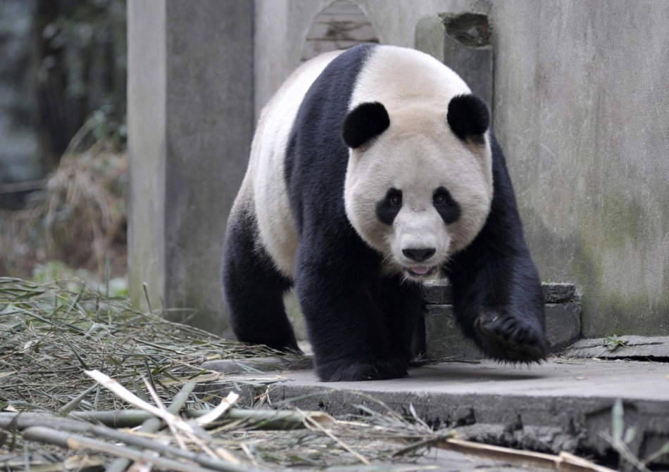 Giant panda Yang Guang walks at Bifengxia panda breeding centre in Ya039an