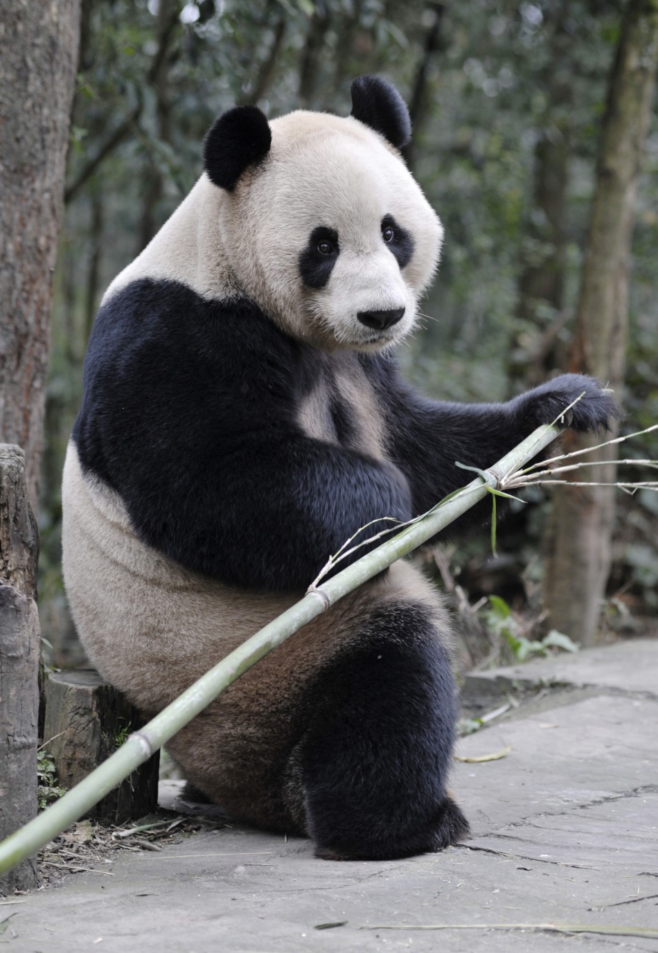 Giant panda Yang Guang holds a bamboo at Bifengxia panda breeding centre in Ya039an