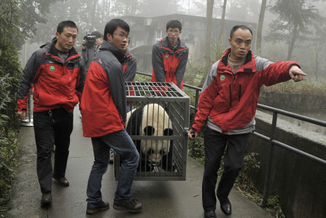 Staff transport panda Tian Tian in a cage at the Bifengxia panda breeding centre in Ya&#039;an, Sichuan province