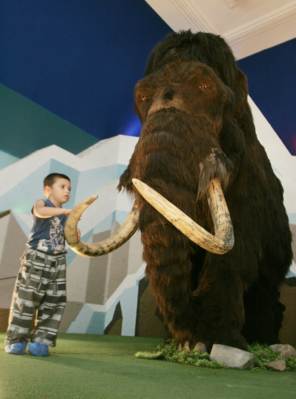 Woolly Mammoth May be Cloned in Five Years Report IBTimes UK