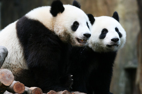 Giant Panda