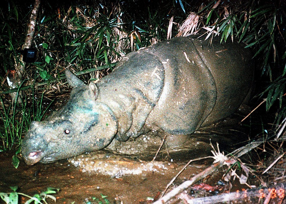 Javan rhinos