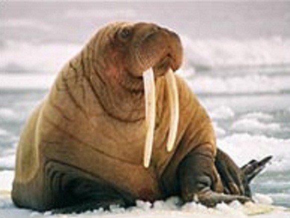 Top 10 Most Endangered Species On The Planet