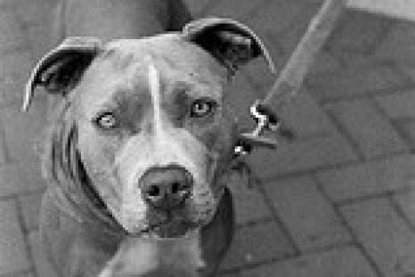 Four-year-old pit bull mix Prada has been granted a reprieve from doggie death row in Nashville, Tennessee