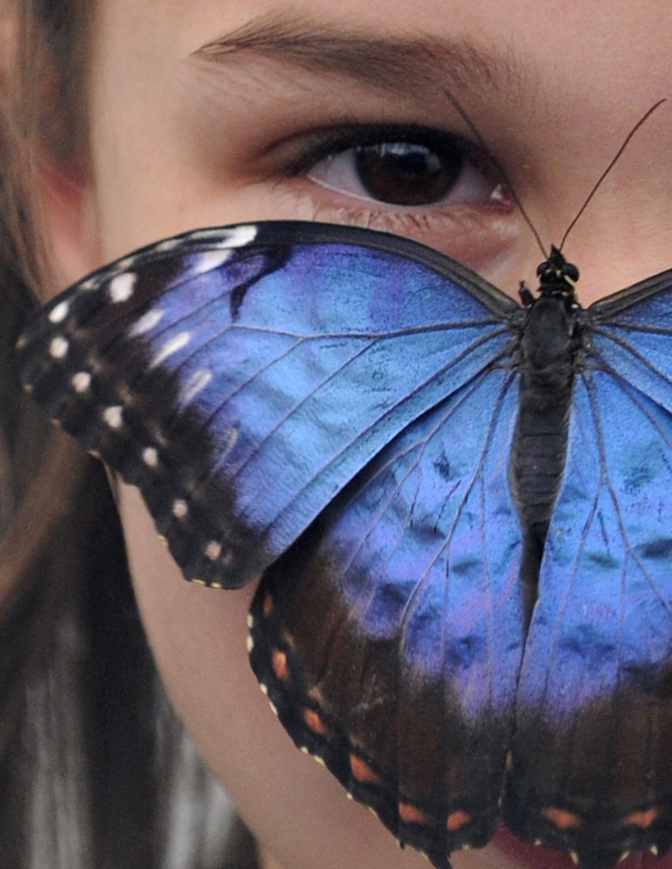 butterfly-species-found-in-steep-decline-in-uk