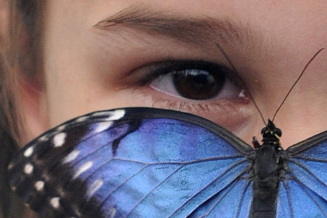 A Blue Morpho butterfly at the Natural History Museum in London